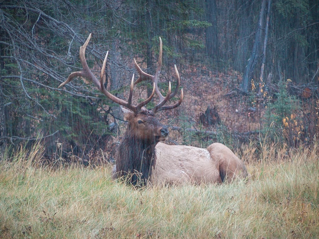 Elk, Banff National Park, Alberta, 16 October 2004