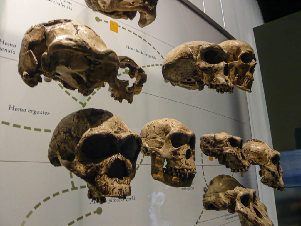 Homo skulls, American Museum of Natural History, New York City, 24 December 2008