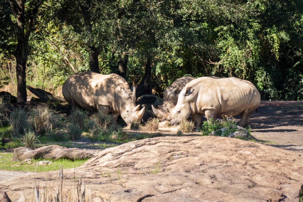 Rhinos at Animal Kingdom, Walt Disney World, Orlando, Florida, 22 December 2016