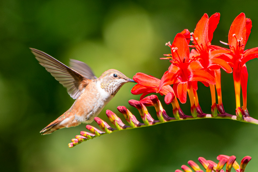 Rufous Hummingbird, Denoised