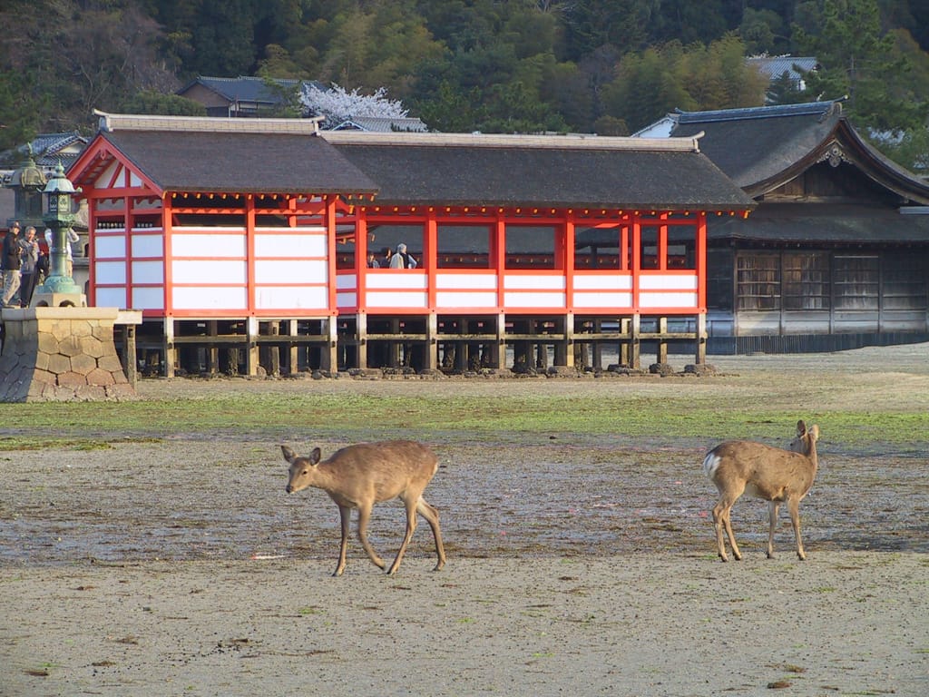 Deer on the tidal flats, Miyajima, Hiroshima, Japan, 29 March 2004