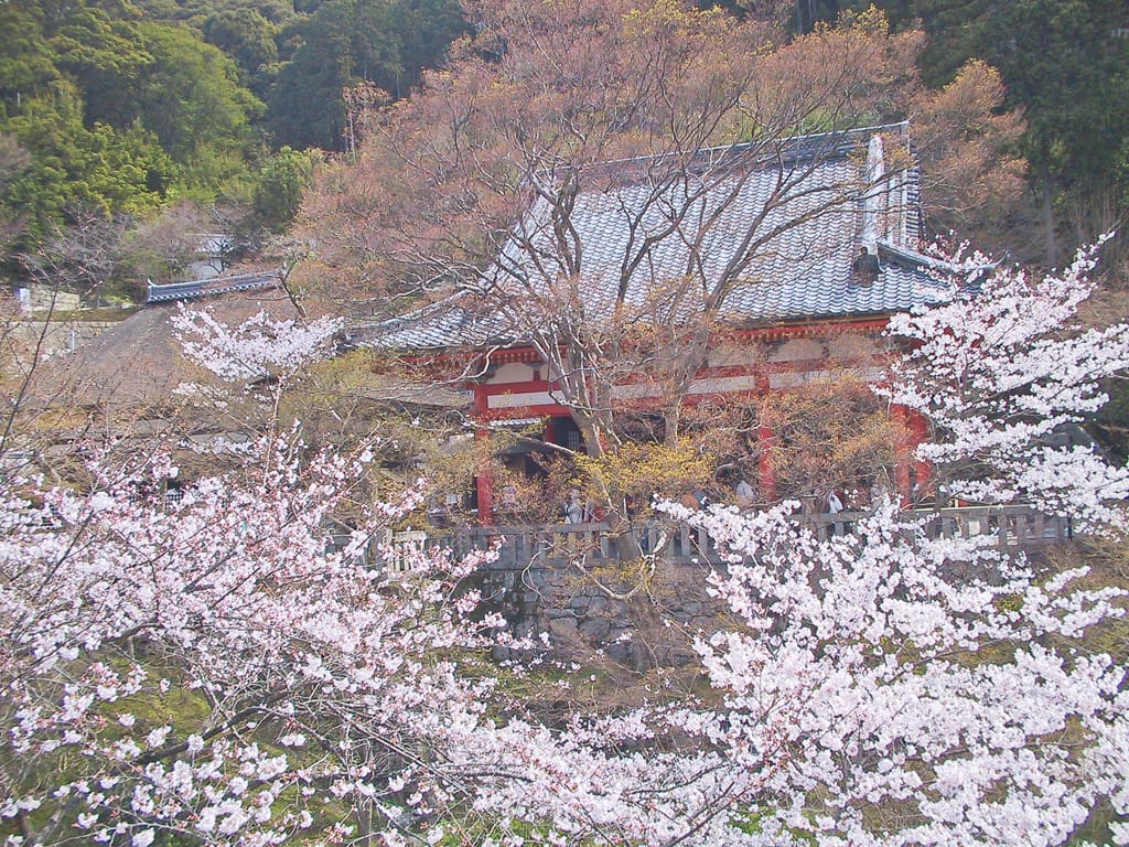 Cherry blossoms near the temple complex, Kyoto, Japan, 31 March 2004