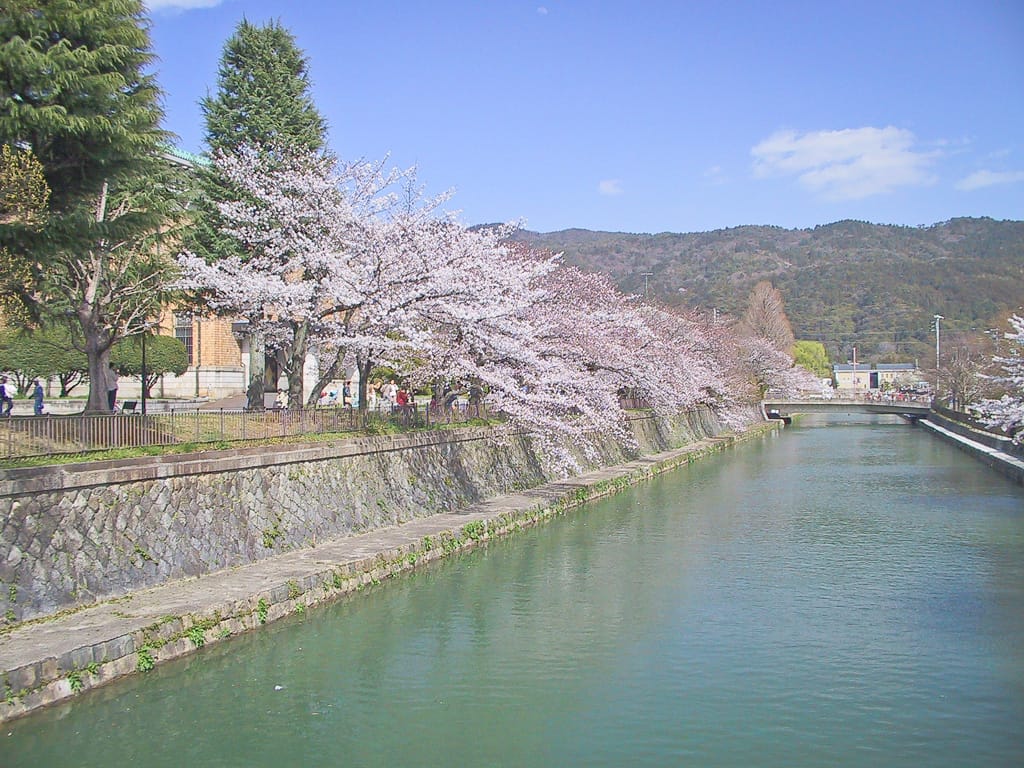Cherry blossoms next to Okazaki Suimizu, Kyoto, Japan, 31 March 2004