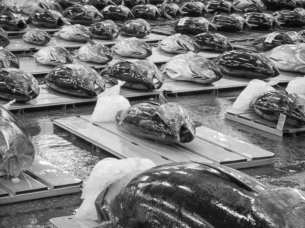 Tuna ready for auction, Tsukiji Market, Tokyo, Japan, 9 April 2004