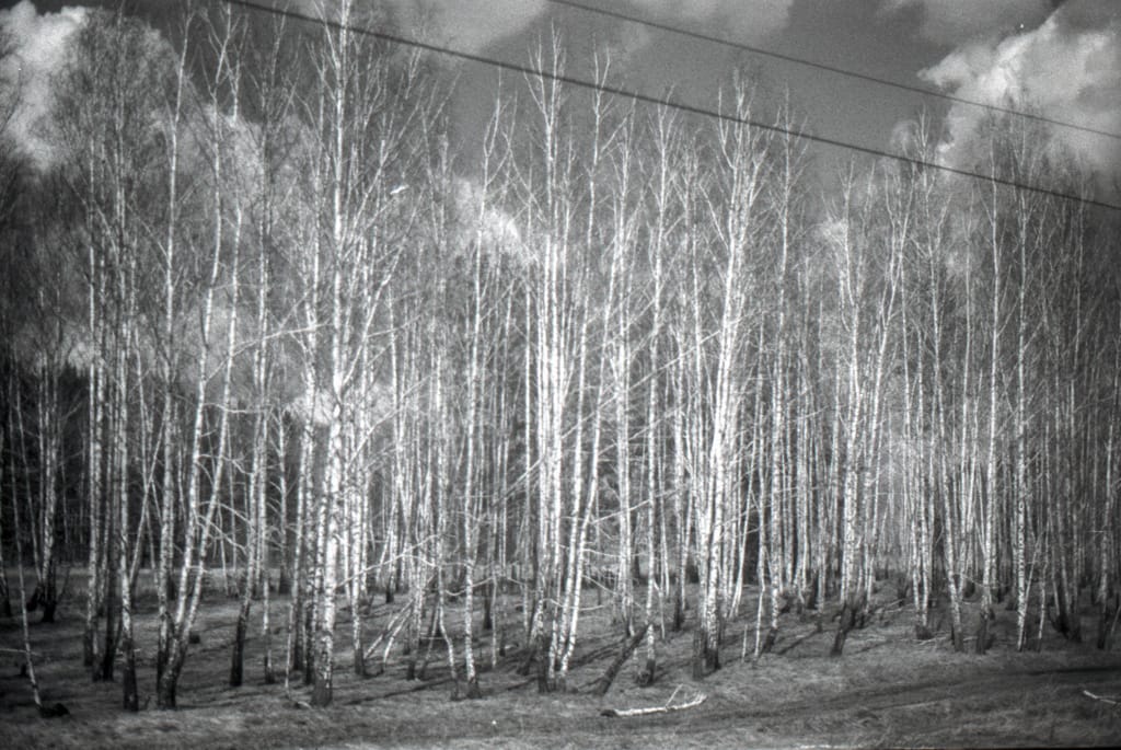 Birch trees, Siberia, Russia, 12 May 2005