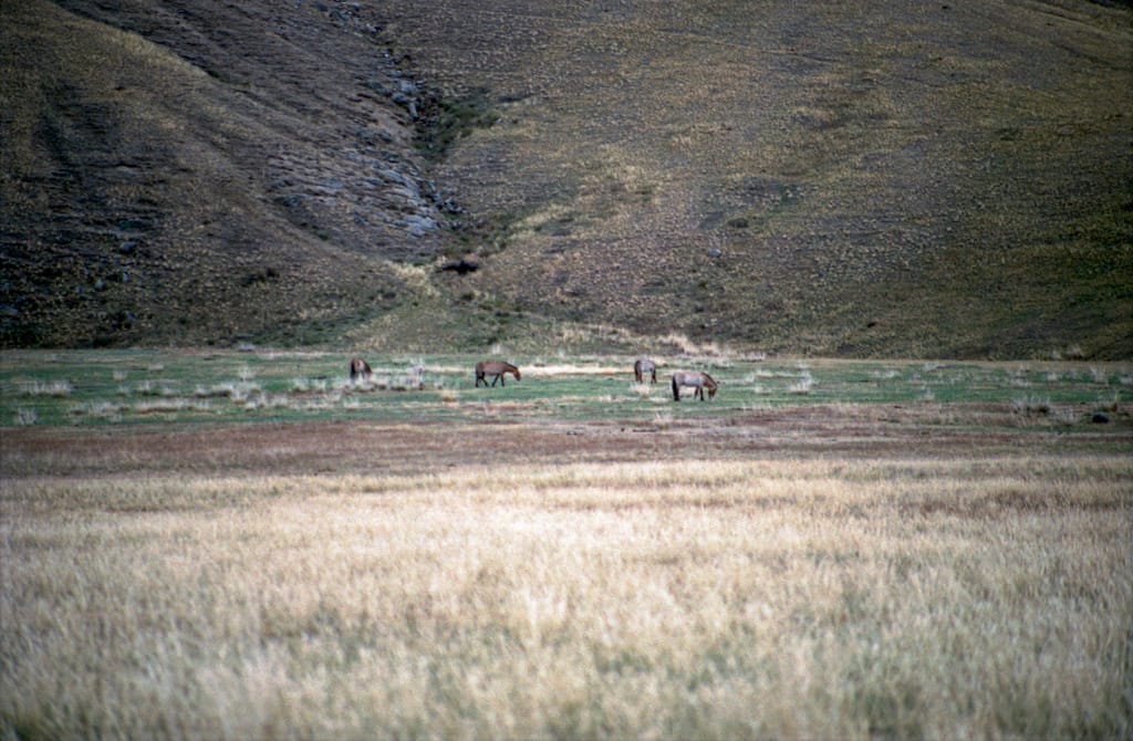 Tahki, Hustai National Park, Mongolia