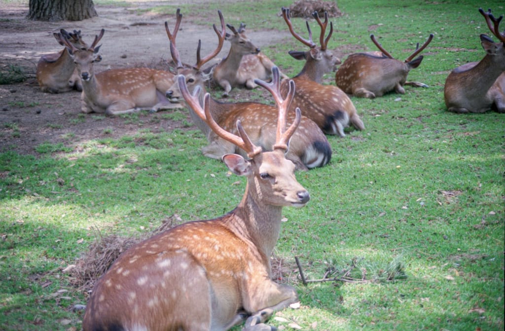 Deer, Nara, Japan, 17 June 2005