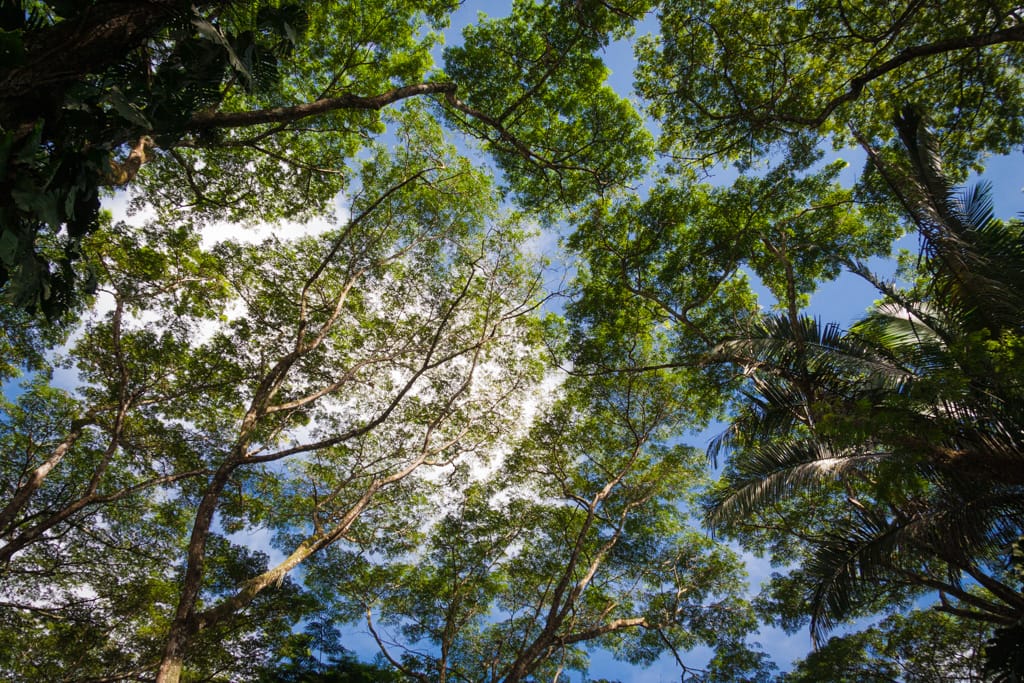 Trees above Punta Leona, Puntareanas, Costa Rica, 2 August 2008