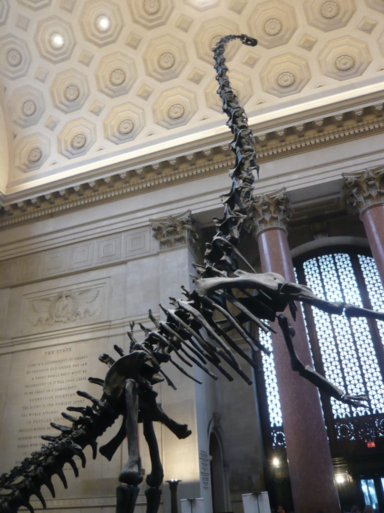 Barosaurus, American Museum of Natural History, New York City, 24 December 2008