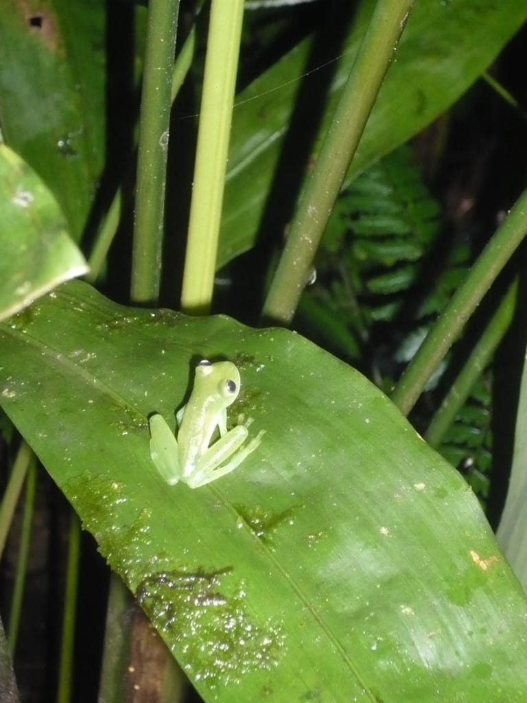 Glass frog, Los Angeles Cloud Forest, Alajuela, Costa Rica