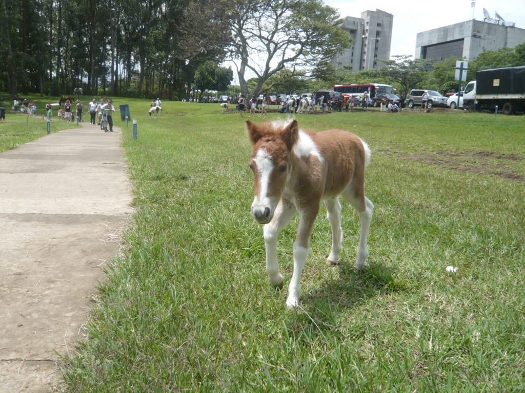 Foal in La Sabana Park, San José, Costa Rica, 21 June 2009