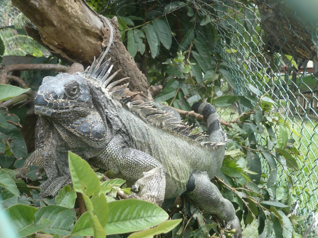 Iguana, Parque de Diversiones, San José, Costa Rica, 11 July 2008