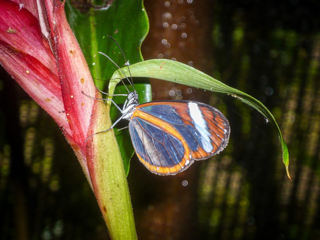 Greta oto (Glasswing), Butterfly Conservatory, Arenal, Alajuela, Costa Rica, 17 July 2008