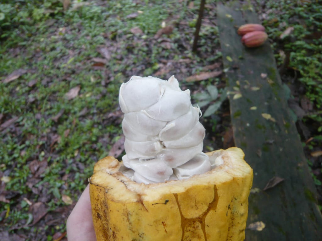 Cacao pod, ChocoRart, Puerto Viejo, Limón, Costa Rica, 14 October 2009