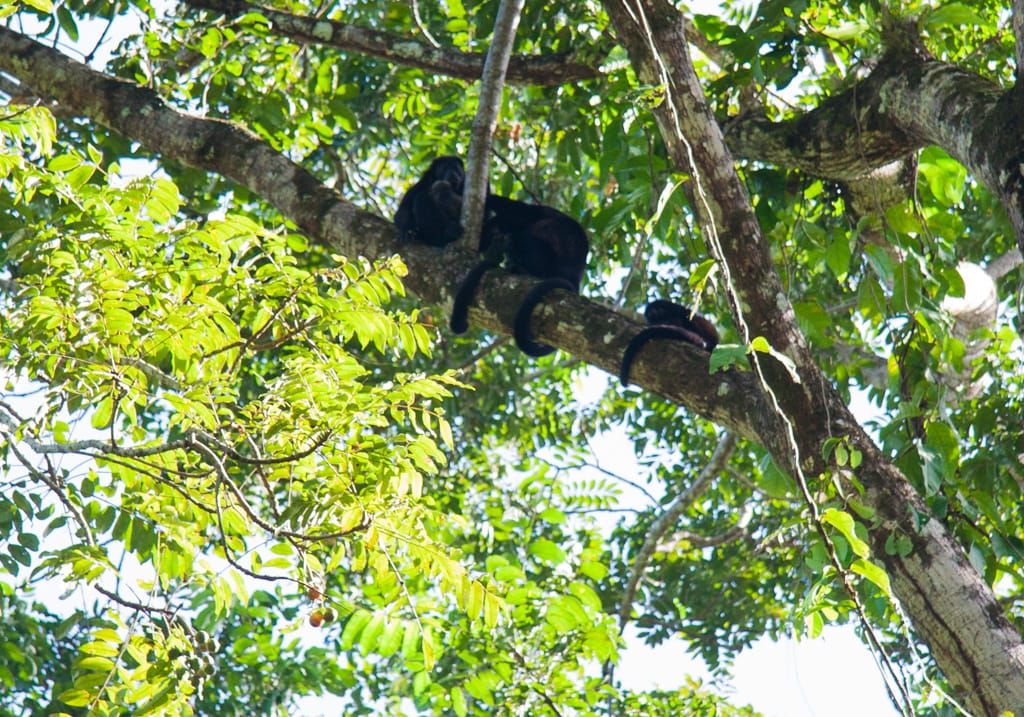 Howler monkeys, Playa Chiquita, Puerto Viejo, Limón, Costa Rica, 15 October 2009