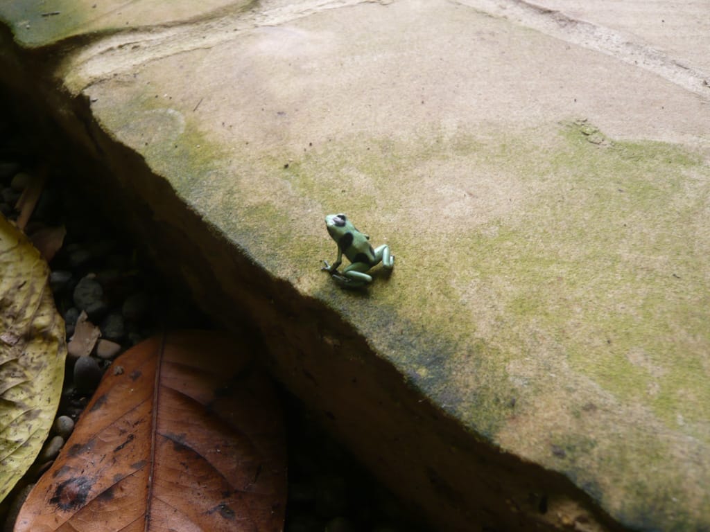 Dendrobates auratus (Green and black poison dart frog), Puerto Viejo, Limón, Costa Rica, 16 October 2009
