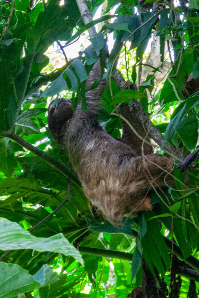 Bradypus variegatus (Brown-throated sloth), Puerto Viejo, Limón, Costa Rica, 16 October 2009