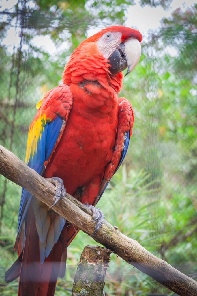 Ara macao (Scarlett macaw), La Paz Waterfall Gardens, Alajuela, Costa Rica, 31 October 2009