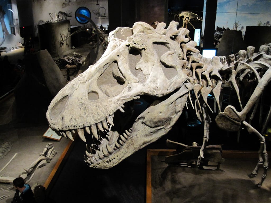 Another T-Rex, Royal Tyrell Museum, Drumheller, Alberta, 23 May 2010