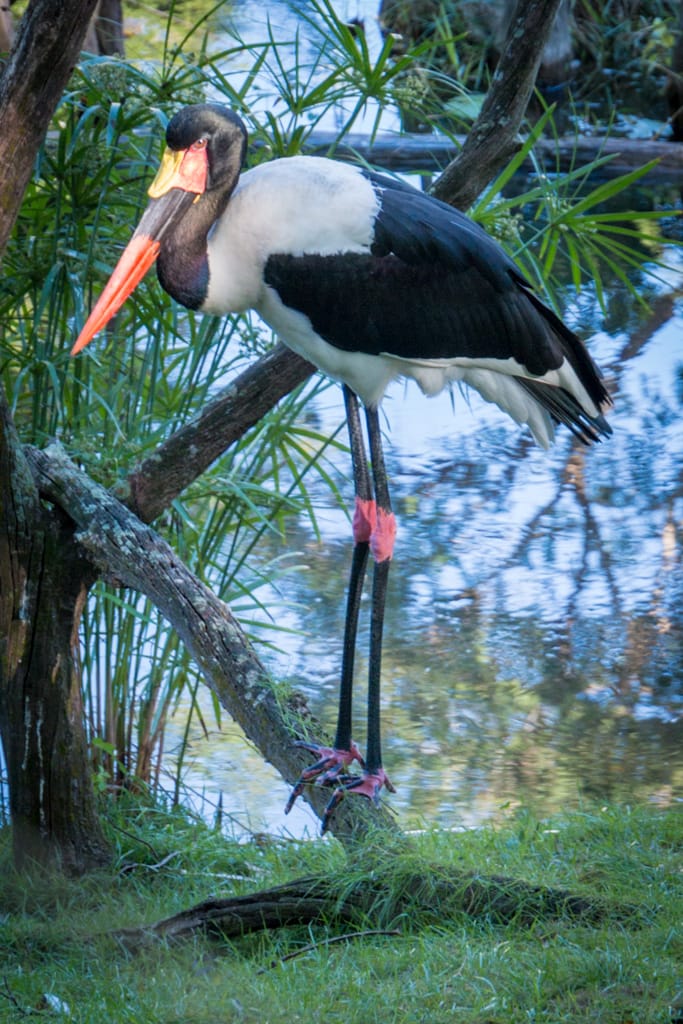 Saddlebeaked Stork at Animal Kingdom, Walt Disney World, Orlando, Florida, 22 December 2016