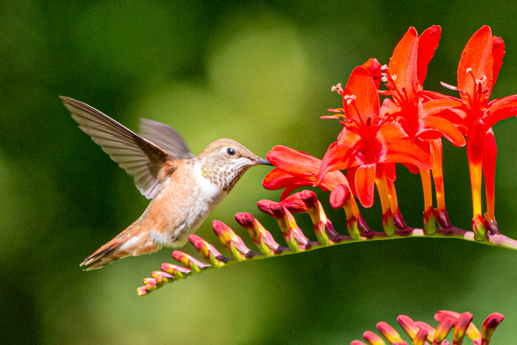 Original image of a Rufous Hummingbird