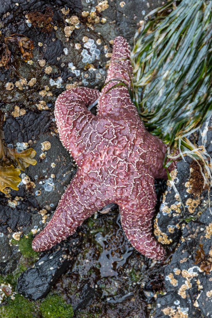 Sea star at Crystal Cove